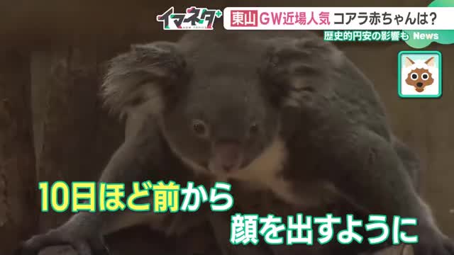 見られたらラッキー！コアラの赤ちゃん　名古屋の東山動植物園はGWで大にぎわい