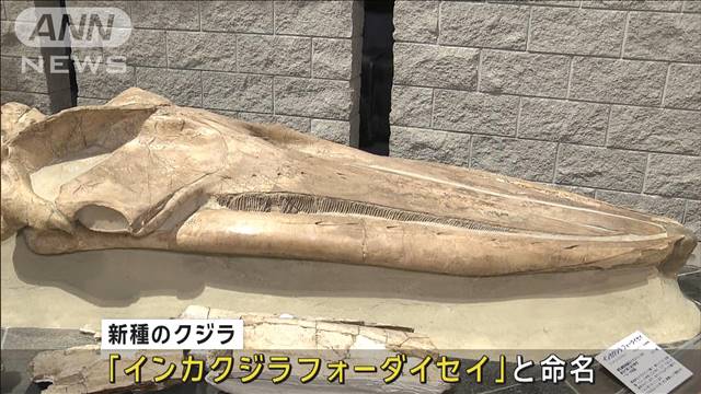 群馬の博物館に約30年展示の化石　インカクジラの新種と判明
