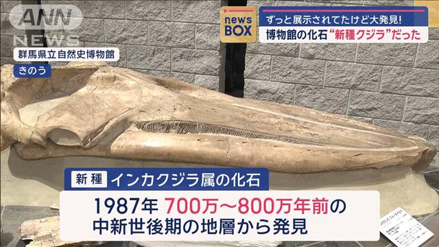 博物館の化石“新種クジラ”だった！ずっと展示されてたけど大発見