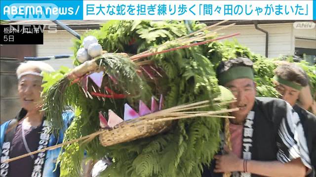 巨大な蛇を担ぎ五穀豊穣願う祭り「間々田のじゃがまいた」 栃木・小山市