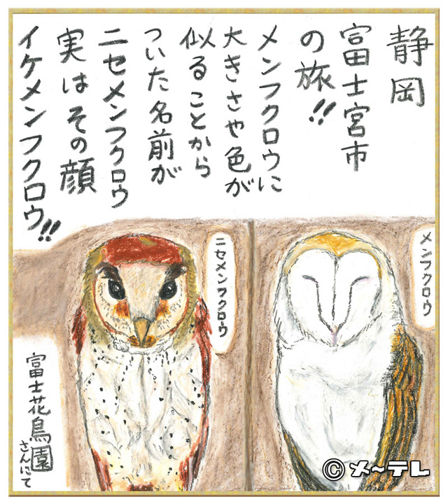 静岡
富士宮市
の旅！！
メンフクロウに
大きさや色が
似ることから
ついた名前が
ニセメンフクロウ
実はその顔
イケメンフクロウ！！