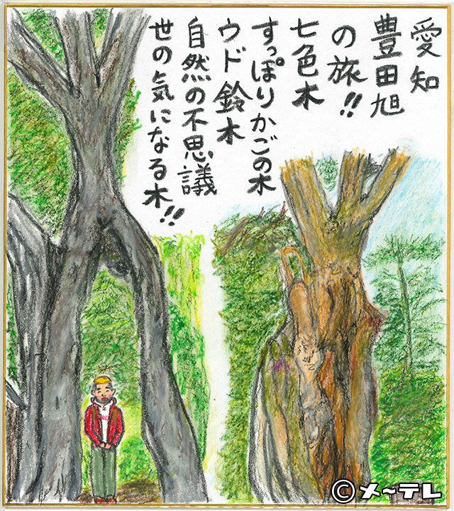 愛知
豊田旭
の旅！！
七色木
すっぽりかごの木
ウド鈴木
自然の不思議
世の気になる木！！