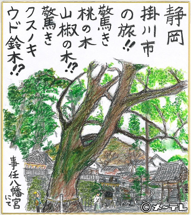 静岡
掛川市
の旅！！
驚き
桃の木
山椒の木！？
驚き
クスノキ
ウド鈴木！？