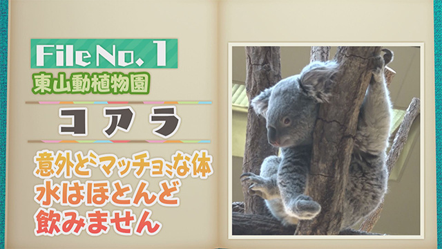 【File No.1】東山動植物園＜コアラ＞　意外と”マッチョ”な体　水はほとんど飲みません