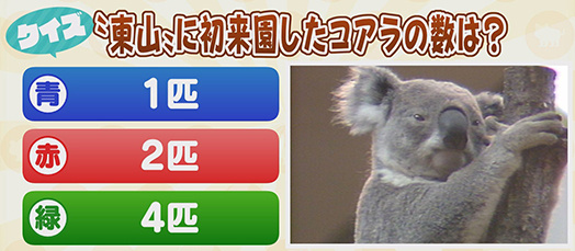 【クイズ】”東山”に初来園したコアラの数は？　青：１匹　赤：２匹　緑：４匹