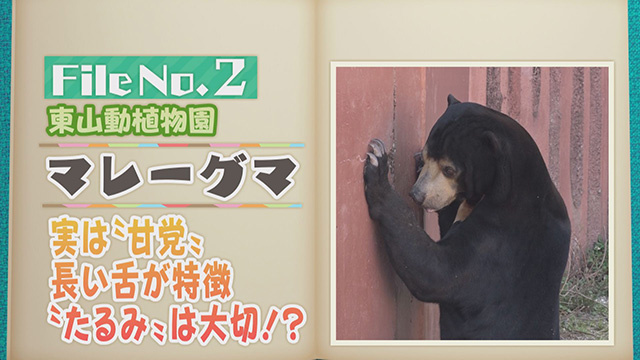 【File No.2】東山動植物園＜マレーグマ＞　実は”甘党”　長い舌が特徴　”たるみ”は大切！？