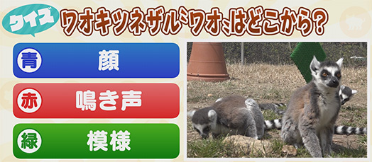 【クイズ】ワオキツネザル”ワオ”はどこから？　青：顔　赤：鳴き声　緑：模様