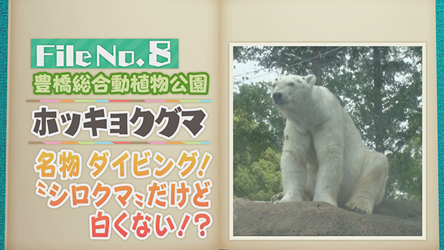 【File No.8】豊橋総合動植物公園＜ホッキョクグマ＞　名物 ダイビング！”シロクマ”だけど白くない！？