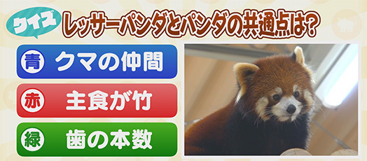 【クイズ】レッサーパンダとパンダの共通点は？　青：クマの仲間　赤：主食が竹　緑：歯の本数