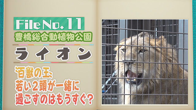 【File No.11】豊橋総合動植物公園＜ライオン＞　”百獣の王”若い2頭が一緒に過ごすのはもうすぐ？