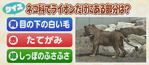 【クイズ】ネコ科でライオンだけにある部分は？　青：目の下の白い毛　赤：たてがみ　緑：しっぽのふさふさ 