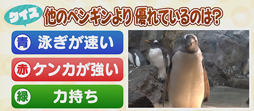 【クイズ】他のペンギンより優れているのは？　青：泳ぎが速い　赤：ケンカが強い　緑：力持ち
