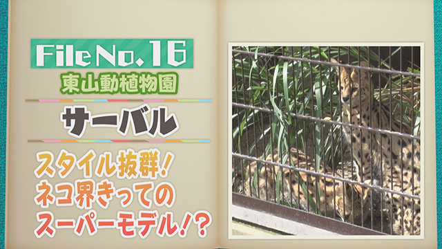 【File No.16】東山動植物園＜サーバル＞　スタイル抜群！ネコ界きってのスーパーモデル！？