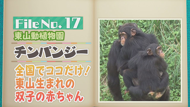 【File No.17】東山動植物園＜チンパンジー＞　全国でココだけ！東山生まれの双子の赤ちゃん