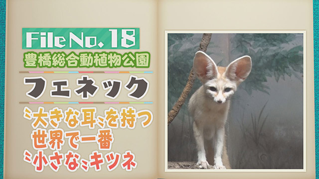 【File No.18】豊橋総合動植物公園＜フェネック＞　”大きな耳”を持つ世界で一番”小さな”キツネ