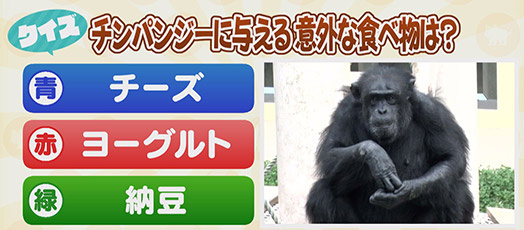 【クイズ】チンパンジーに与える意外な食べ物は？　青：チーズ　赤：ヨーグルト　緑：納豆