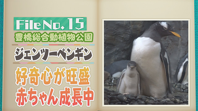 【File No.15】豊橋総合動植物公園＜ジェンツーペンギン＞　好奇心が旺盛　赤ちゃん成長中