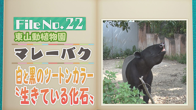 【File No.22】東山動植物園＜マレーバク＞　白と黒のツートンカラー　”生きている化石”