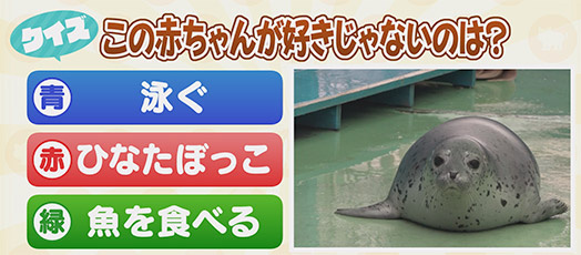 【クイズ】この赤ちゃんが好きじゃないのは？　青：泳ぐ　赤：ひなたぼっこ　緑：魚を食べる