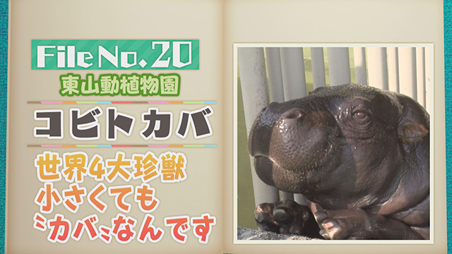 【File No.20】東山動植物園＜コビトカバ＞　世界4大珍獣　小さくても”カバ”なんです
