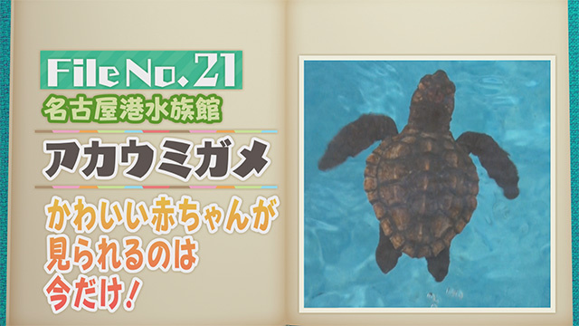 【File No.21】名古屋港水族館＜アカウミガメ＞　かわいい赤ちゃんが見られるのは今だけ！