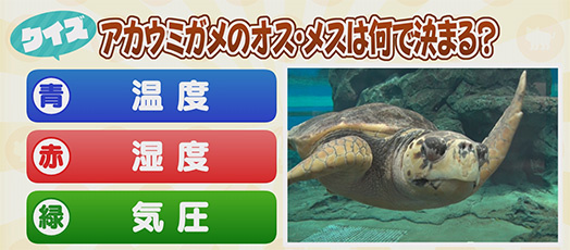 【クイズ】アカウミガメのオス・メスは何で決まる？　青：温度　赤：湿度　緑：気圧