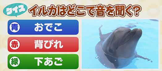 【クイズ】イルカはどこで音を聞く？　青：おでこ　赤：背びれ　緑：下あご