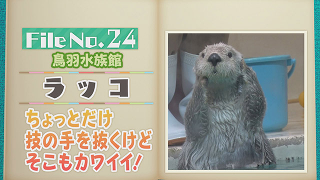 【File No.24】鳥羽水族館＜ラッコ＞　ちょっとだけ技の手を抜くけどそこもカワイイ！