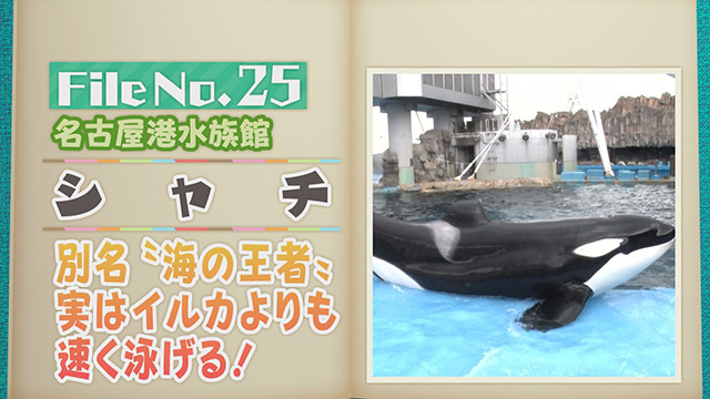 【File No.25】名古屋港水族館＜シャチ＞　別名”海の王者”　実はイルカよりも速く泳げる！