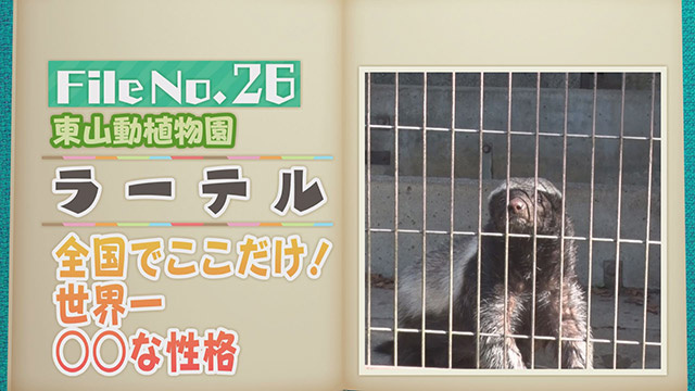 【File No.26】東山動植物園＜ラーテル＞　全国でここだけ！世界一〇〇な性格