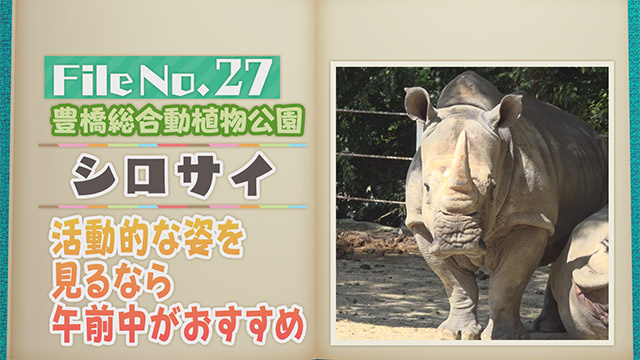 【File No.27】豊橋総合動植物公園＜シロサイ＞　活動的な姿を見るなら午前中がおすすめ
