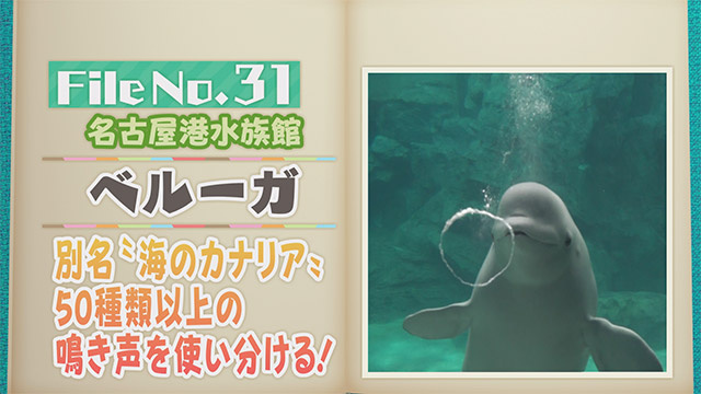【File No.31】名古屋港水族館＜ベルーガ＞　別名”海のカナリア”　50種類以上の鳴き声を使い分ける！