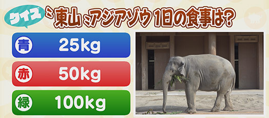 【クイズ】"東山"アジアゾウ　1日の食事は？　青：25kg　赤：50kg　緑：100kg