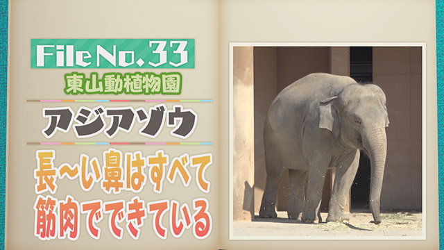 【File No.33】東山動植物園＜アジアゾウ＞　長～い鼻はすべて筋肉でできている