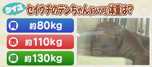【クイズ】セイウチのテンちゃん（約6カ月）体重は？　青：約80kg　赤：約110kg　緑：約130kg