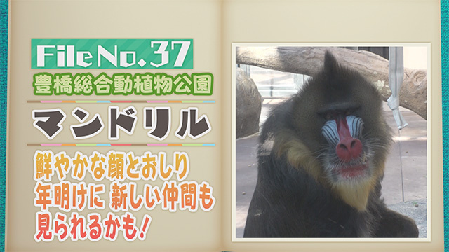 【File No.37】豊橋総合動植物公園＜マンドリル＞　鮮やかな顔とおしり　年明けに新しい仲間も見られるかも！