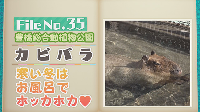 【File No.35】豊橋総合動植物公園＜カピバラ＞　寒い冬はお風呂でホッカホカ