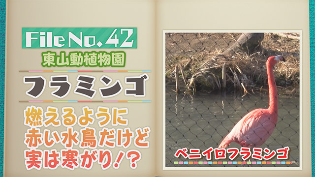 【File No.42】東山動植物園＜フラミンゴ＞　燃えるように赤い水鳥だけど実は寒がり！？