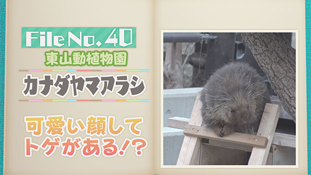 【File No.40】東山動植物園＜カナダヤマアラシ＞　可愛い顔してトゲがある！？