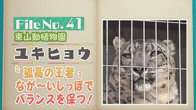【File No.41】東山動植物園＜ユキヒョウ＞　“孤高の王者”なが～いしっぽでバランスを保つ！