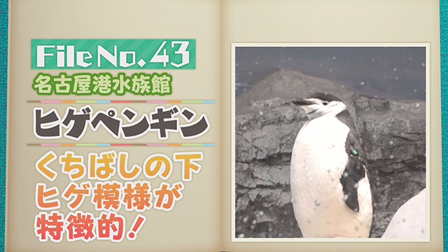 【File No.43】名古屋港水族館＜ヒゲペンギン＞　くちばしの下　ヒゲ模様が特徴的！