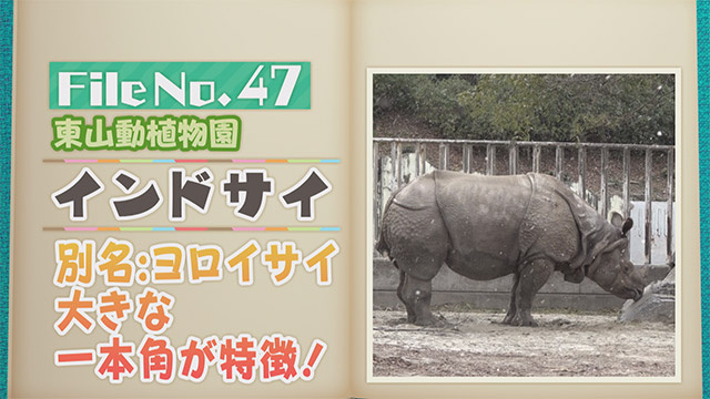 【File No.47】東山動植物園＜インドサイ＞　別名：ヨロイサイ　大きな一本角が特徴！