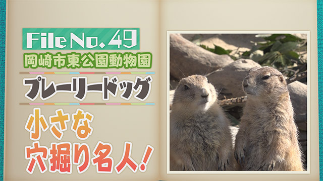 【File No.49】岡崎市東公園動物園＜プレーリードッグ＞　小さな穴掘り名人！
