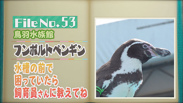 【File No.53】鳥羽水族館＜フンボルトペンギン＞　水槽の前で困っていたら飼育員さんに教えてね