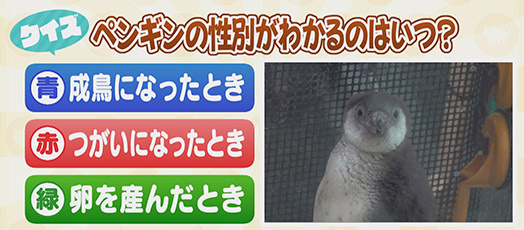 【クイズ】ペンギンの性別がわかるのはいつ？　青：成鳥になったとき　赤：つがいになったとき　緑：卵を産んだとき