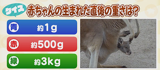 【クイズ】赤ちゃんの生まれた直後の重さは？　青：約1g　赤：約500g　緑：約3kg