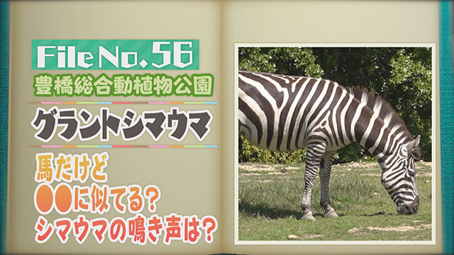 【File No.56】豊橋総合動植物公園＜グラントシマウマ＞　馬だけど●●に似てる？シマウマの鳴き声は？