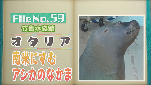 【File No.59】竹島水族館＜オタリア＞　南米にすむアシカのなかま