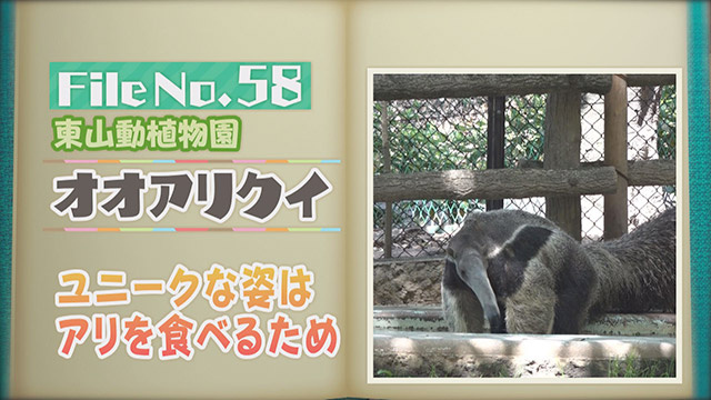 【File No.58】東山動植物園＜オオアリクイ＞　ユニークな姿はアリを食べるため