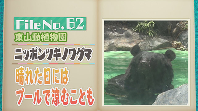 【File No.62】東山動植物園＜ニッポンツキノワグマ＞　晴れた日にはプールで涼むことも